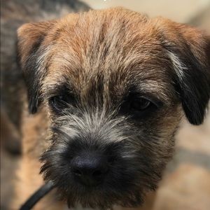 Meet your Posher, Annabelle